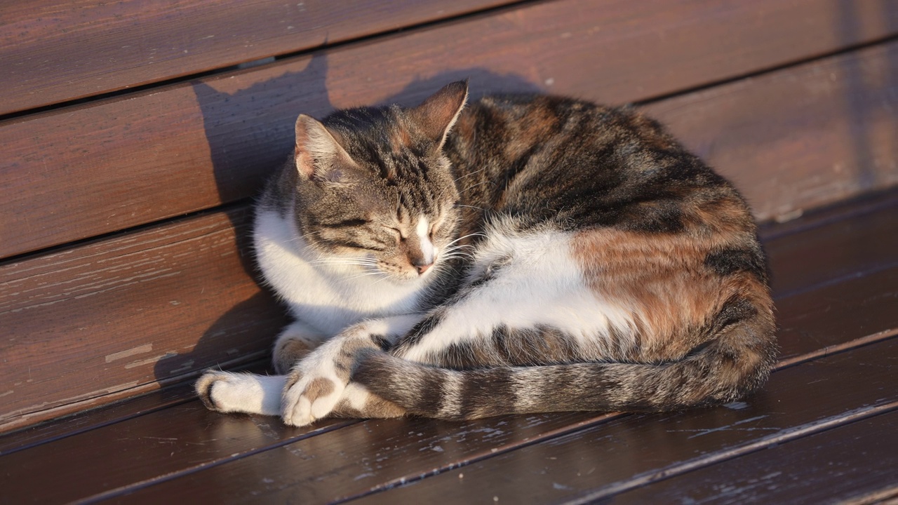 流浪猫睡在公共长椅上视频素材