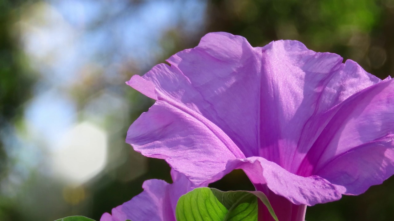 紫牵牛花视频素材