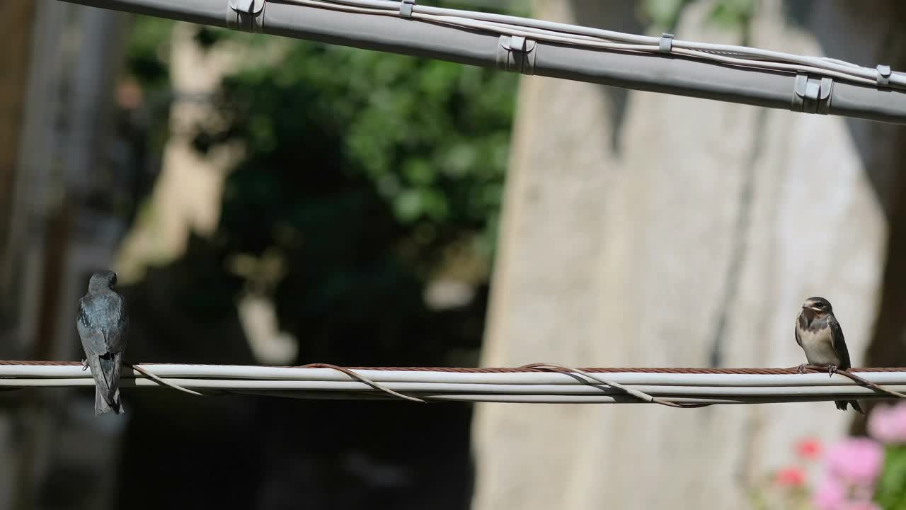 春天燕子鸟生活在电线电缆上，动物栖息地受到污染视频下载