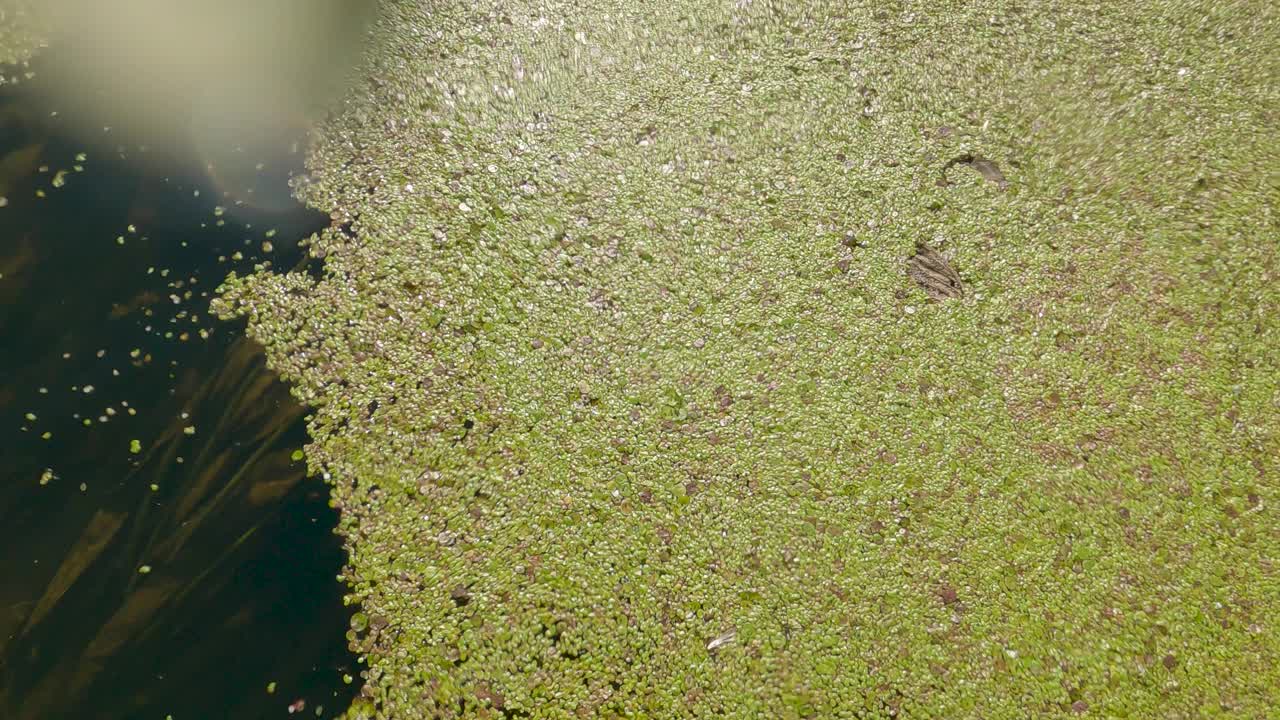 水面上绿油油的浮萍，江面上小水藻视频素材