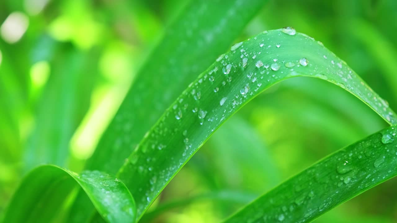 郁郁葱葱的草叶上有一滴滴的水露珠在清晨的风里视频素材