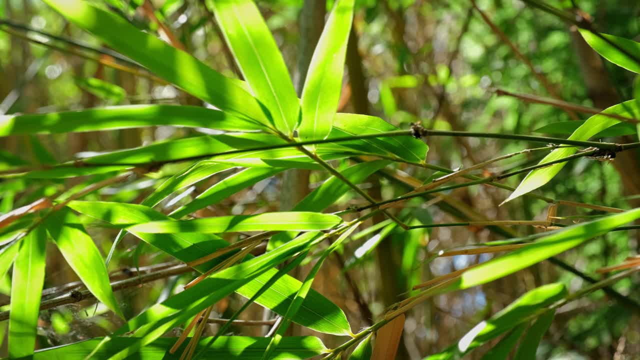 竹叶特写视频素材