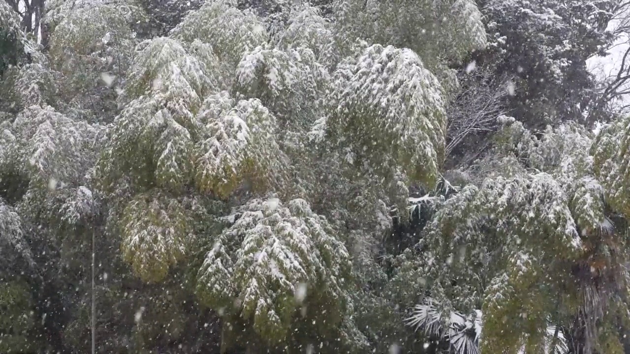 怎么下雪视频素材