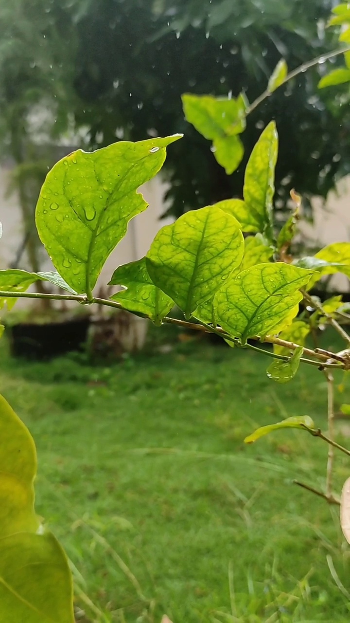 雨落在绿叶上视频素材