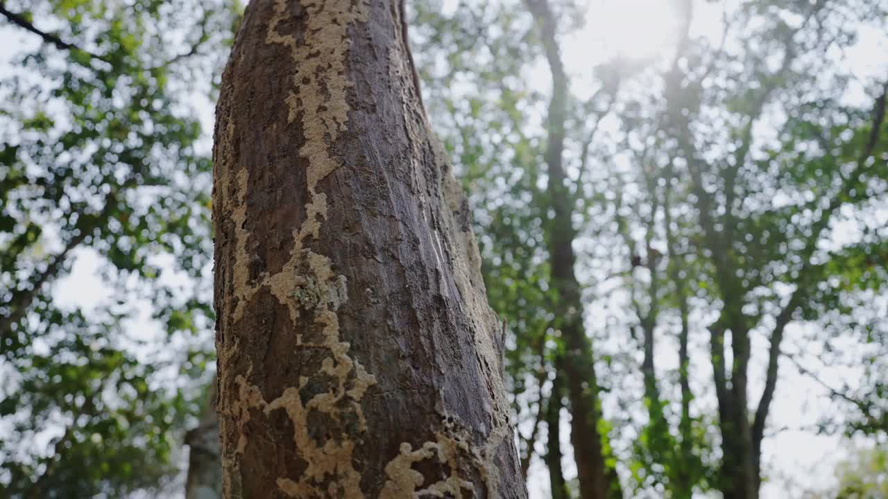 低角度的强烈阳光透过茂密的树叶的树冠和大树干和明亮的天空。视频素材