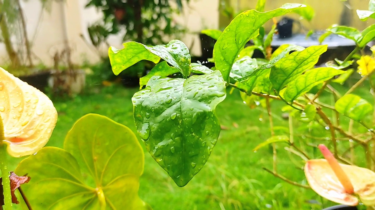 雨滴落在花园的绿叶上视频素材