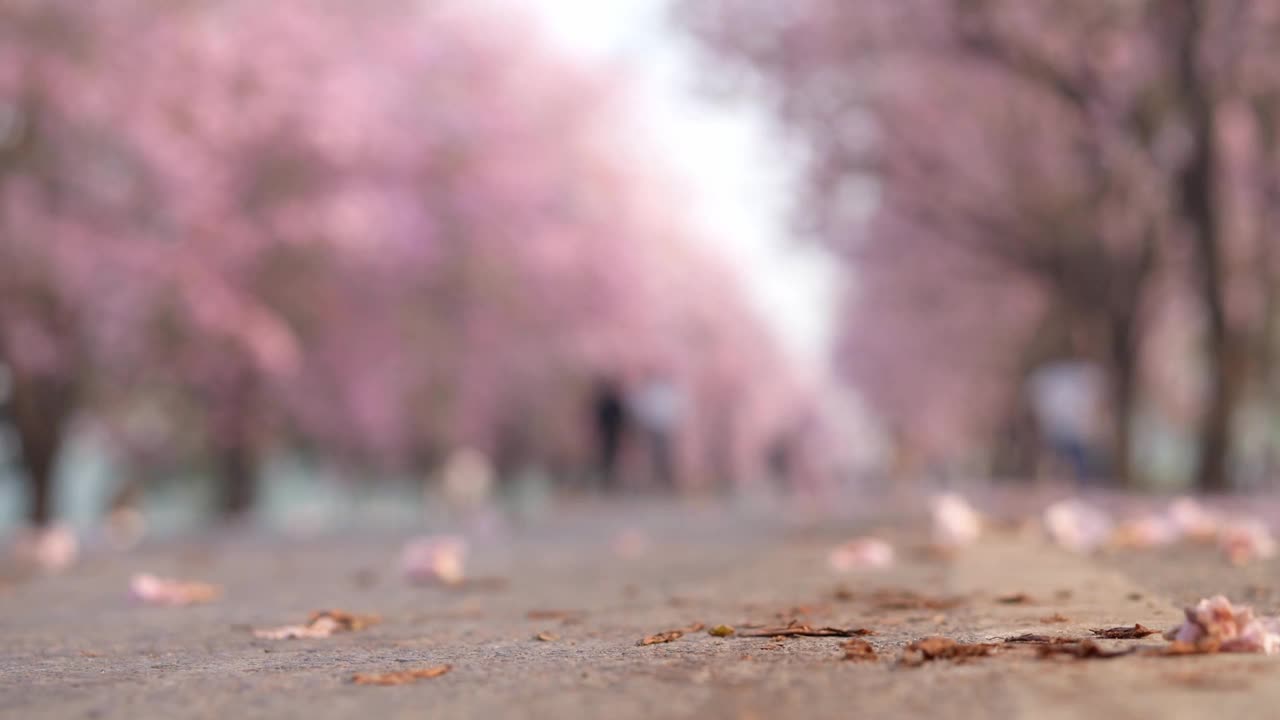 粉红的玫瑰花落在地上。泰国樱花的花瓣。视频素材