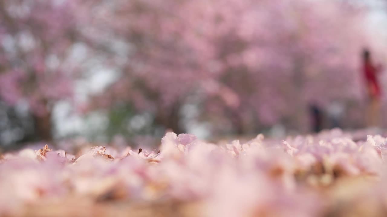 粉红的玫瑰花落在地上。泰国樱花的花瓣。视频素材