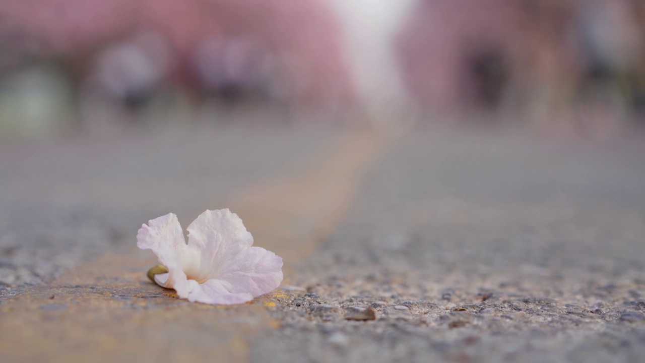 粉红的玫瑰花落在地上。泰国樱花的花瓣。视频素材