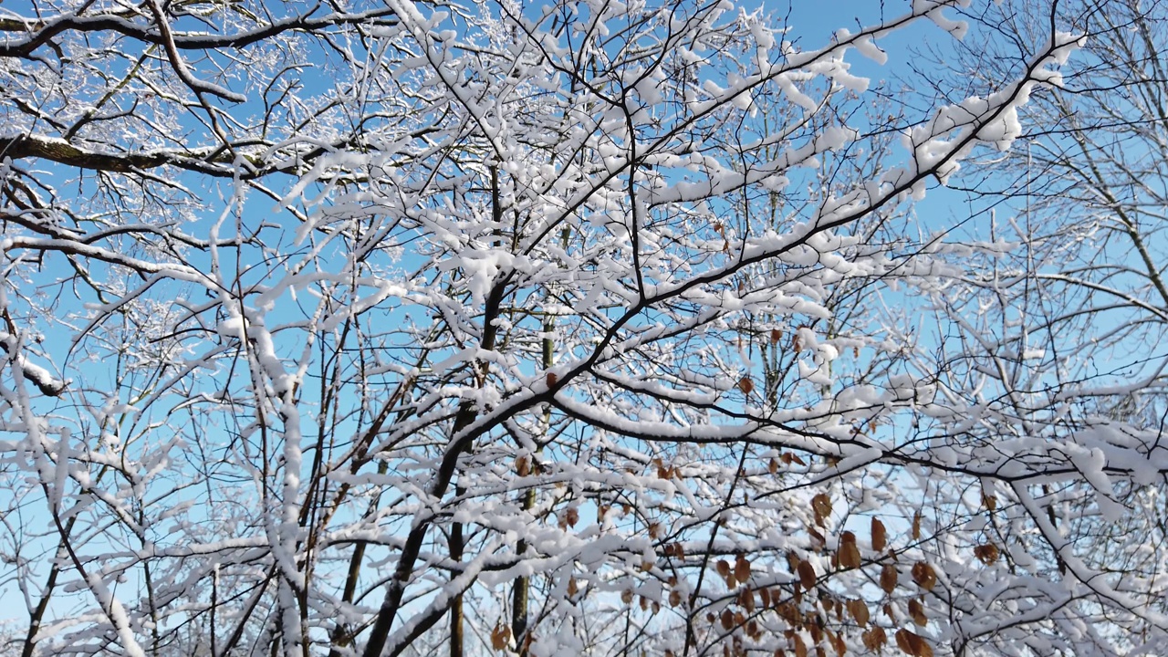 树枝上的雪视频素材