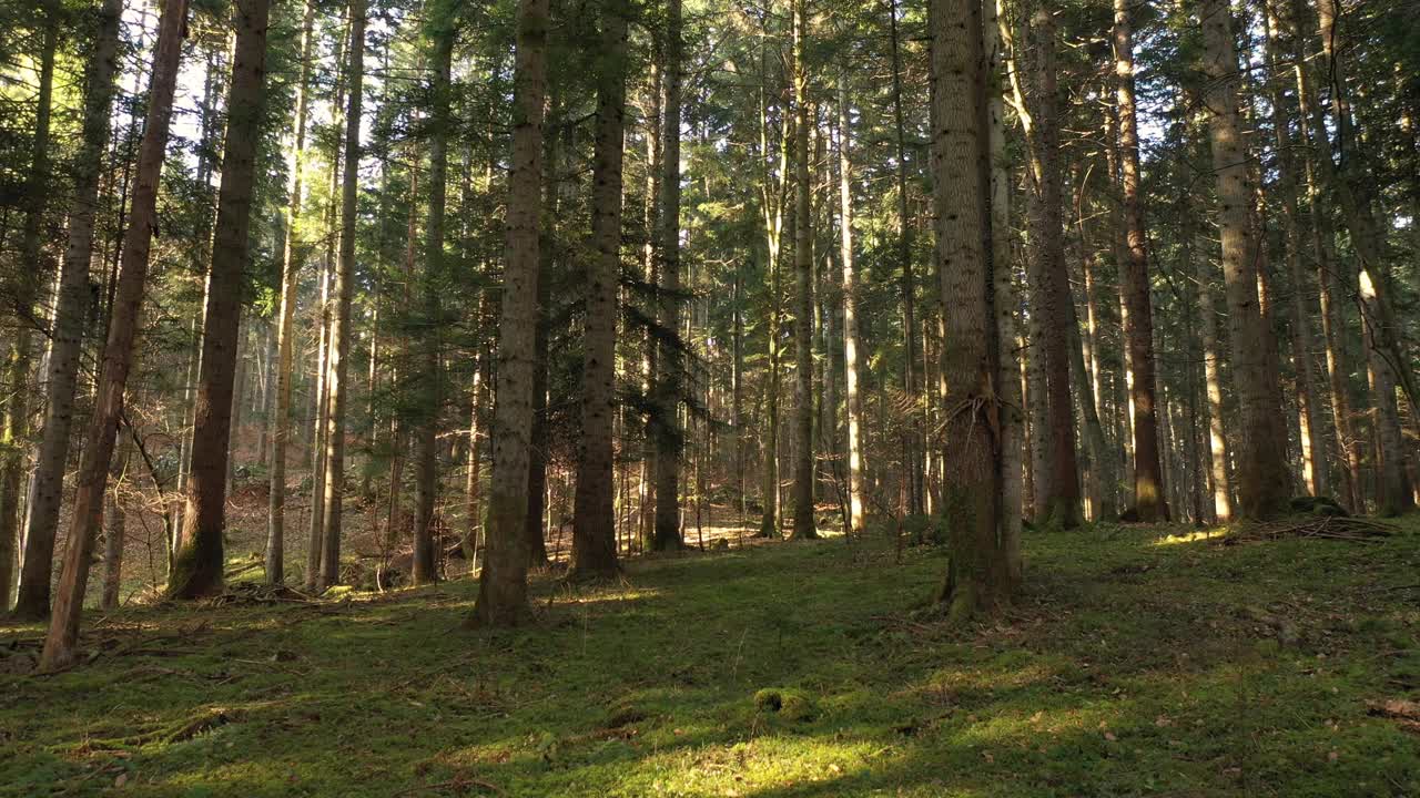 早晨，在美丽明亮的阳光灿烂的日子里，飞在长满苔藓的森林里。视频素材