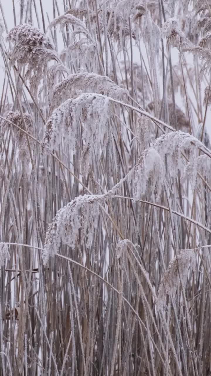 芦苇上覆盖着新鲜的白霜视频素材