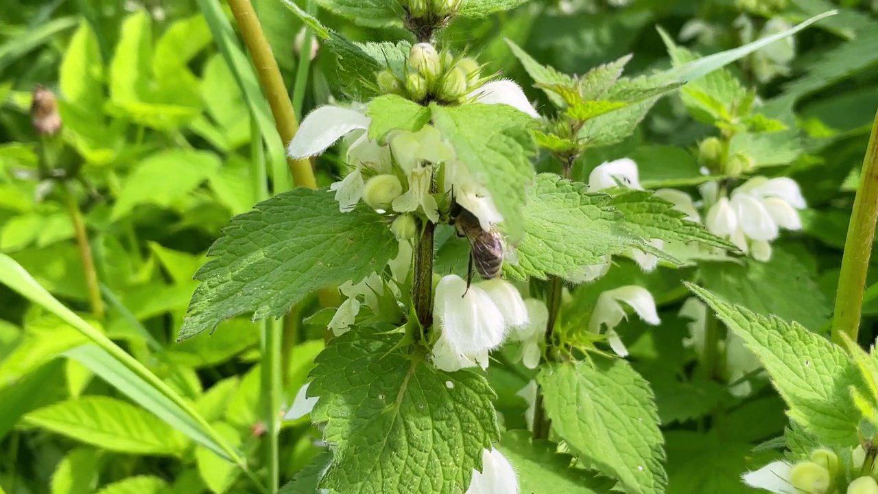 大自然的传粉者蜜蜂为盛开的白色花朵采集花蜜视频素材