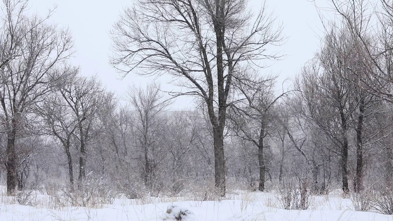 冬天公园里的雪树视频素材