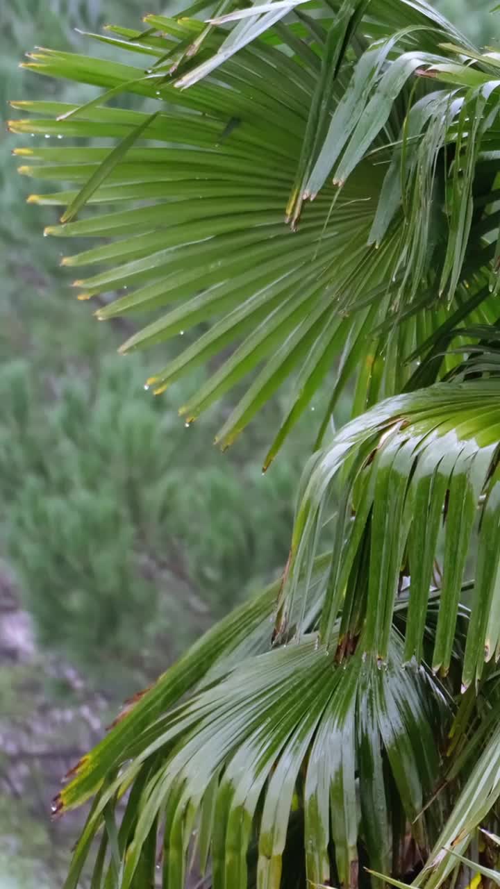 雨季，热带花园视频素材