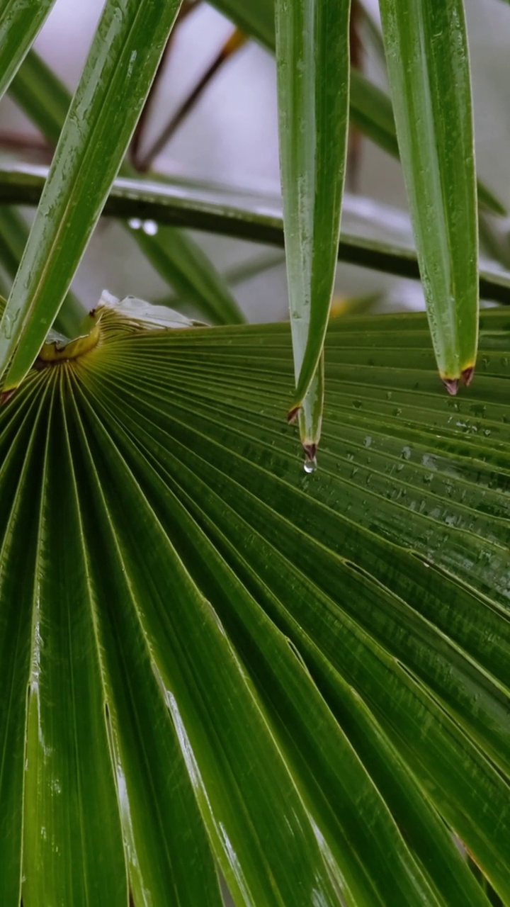 雨季，热带花园视频素材