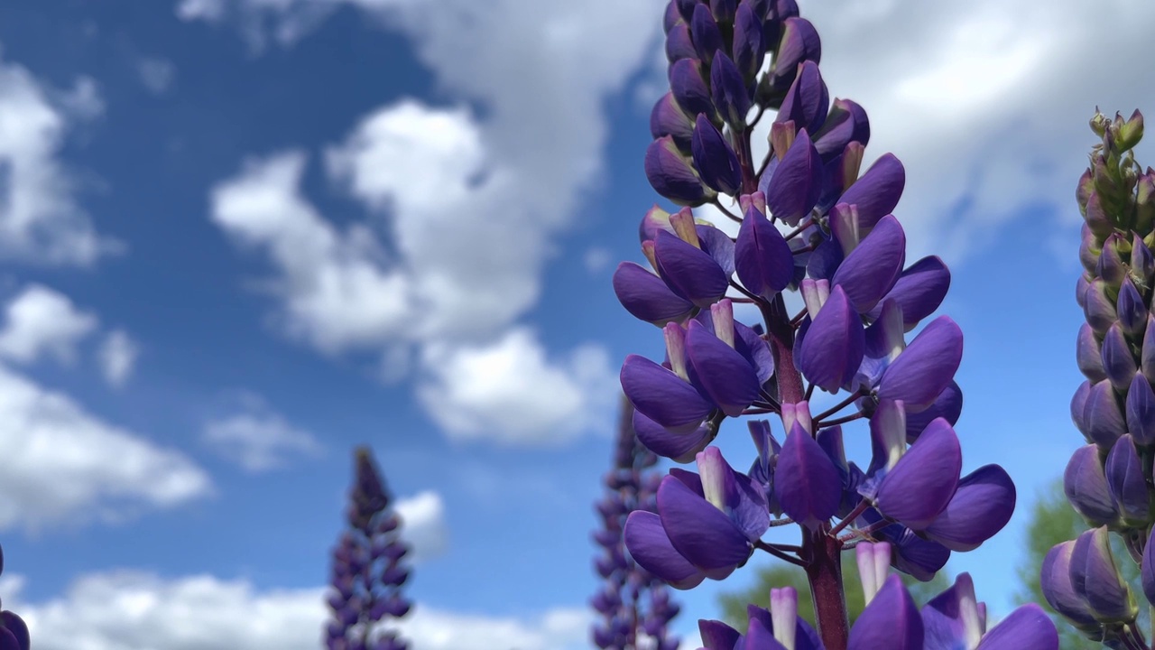美丽的羽扇豆花映衬着蓝色多云的天空视频素材