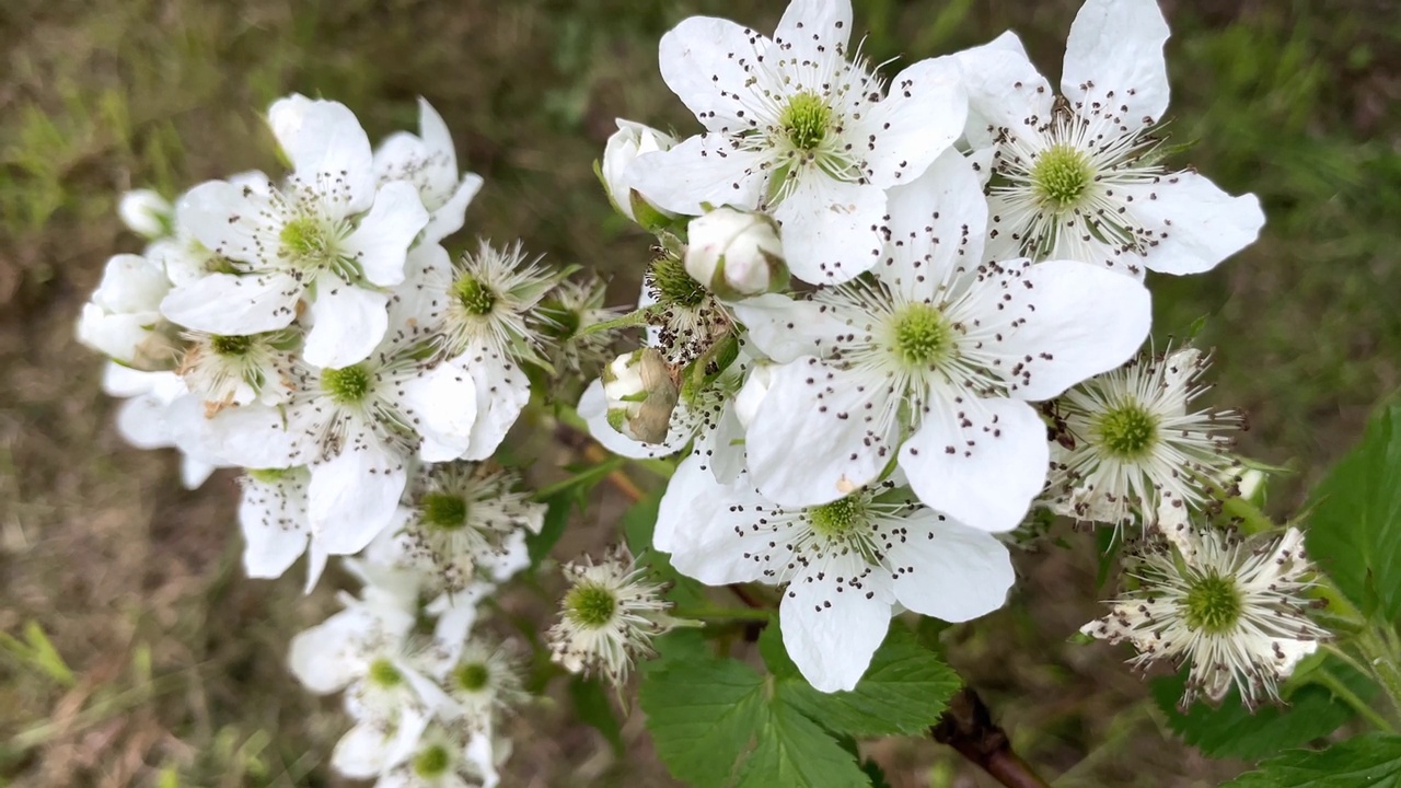 美丽的黑莓白花开花植物枝在夏季的家乡乡村花园视频素材