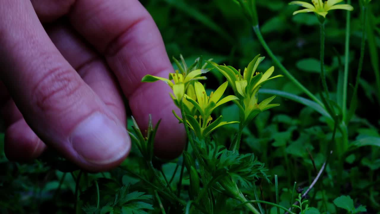 春天草地上盛开的黄花视频素材