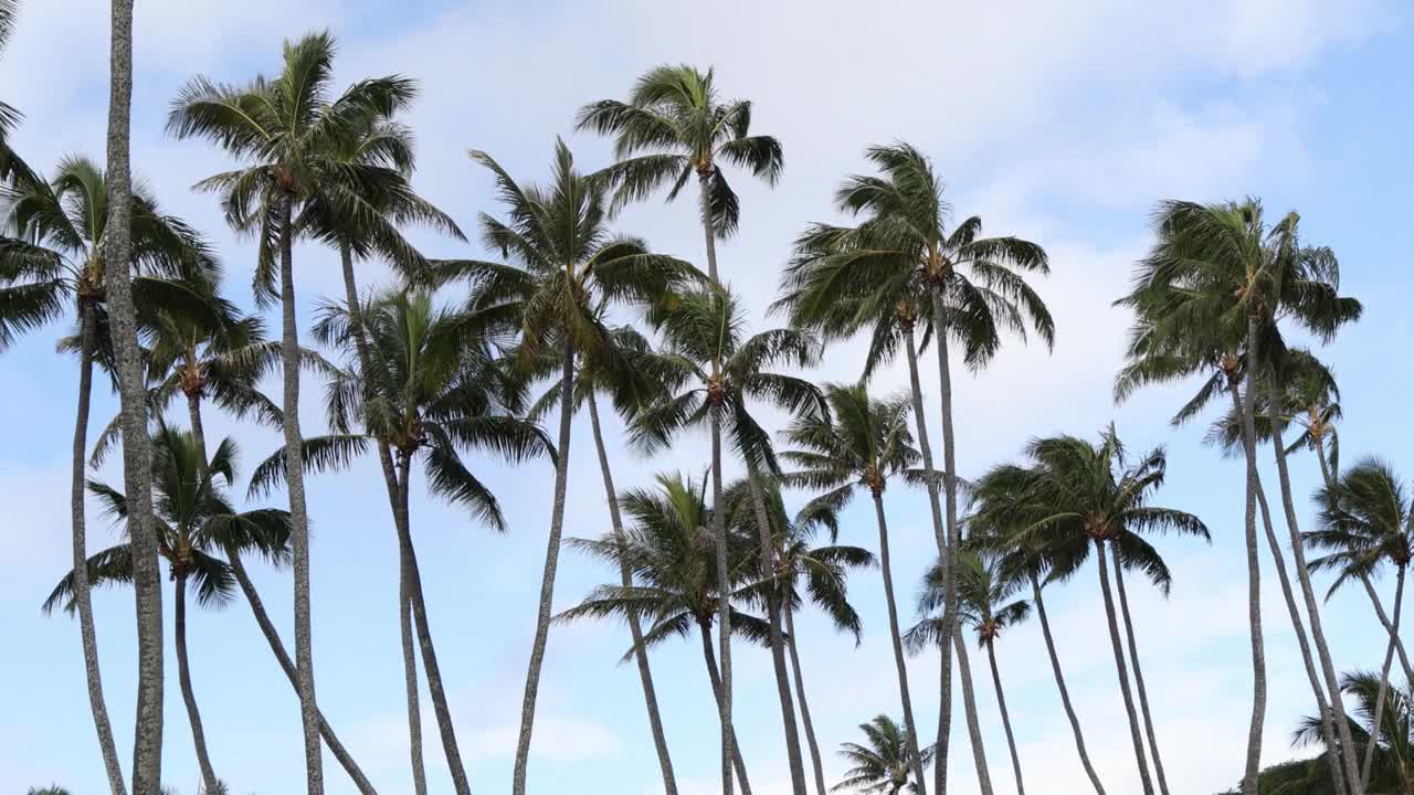 棕榈树在微风中摇曳视频下载