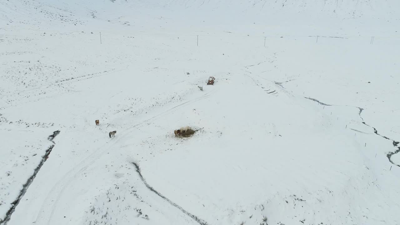 雪中的马，冰岛Kirkjufell山视频素材