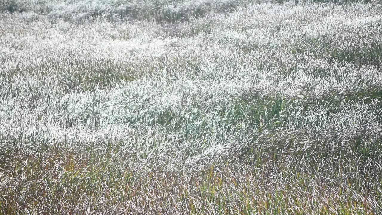 风在草原弯曲的草地上掀起波浪视频下载