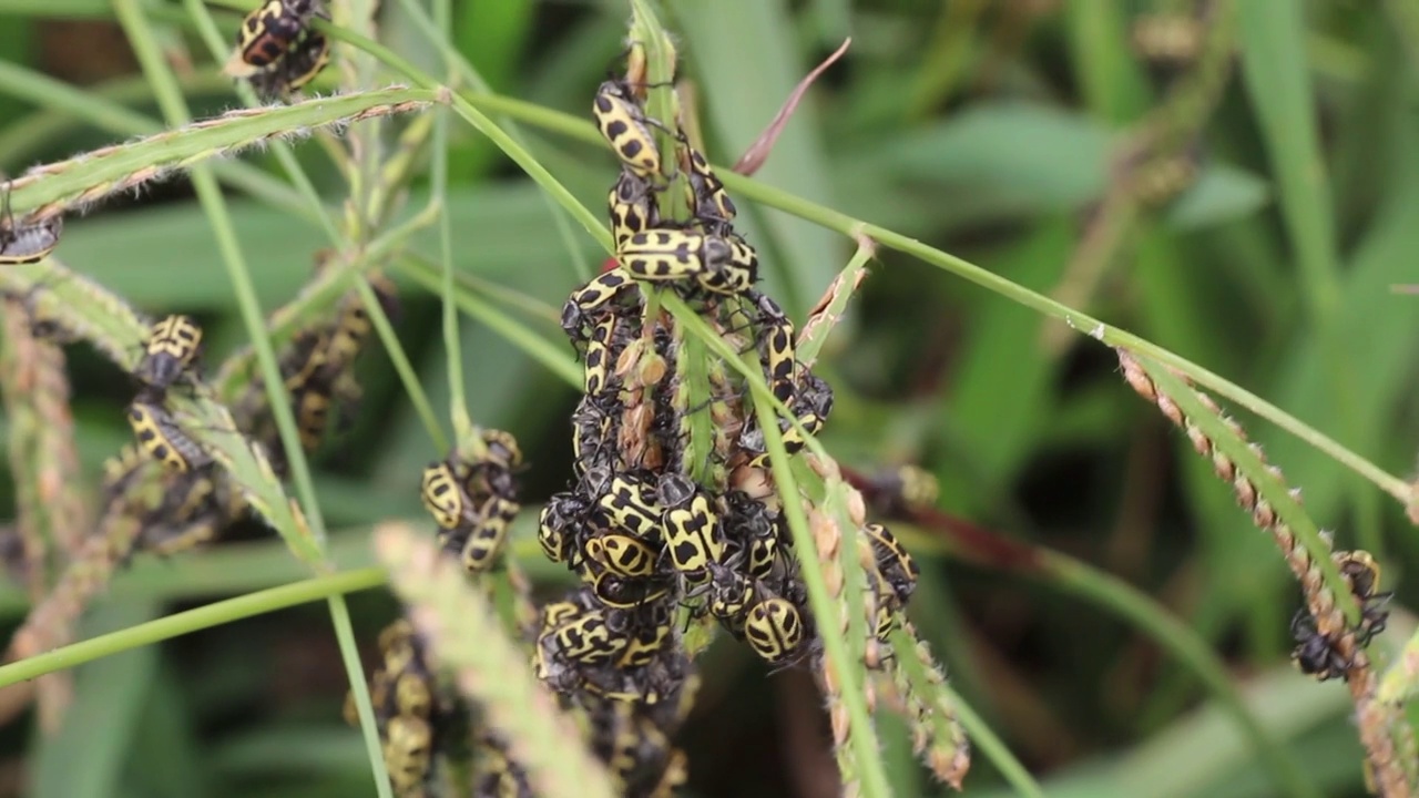 七斑瓢虫(Astylus atromaculatus)在雀稗草视频素材