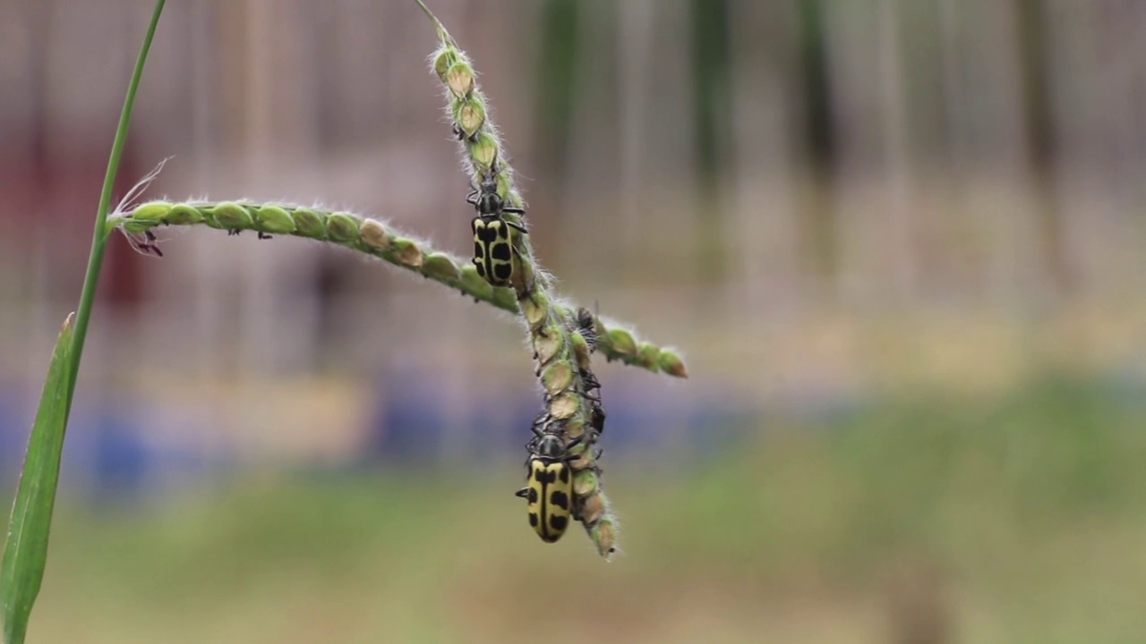 彩色七斑瓢虫(Astylus atromaculatus)在雀稗草视频下载