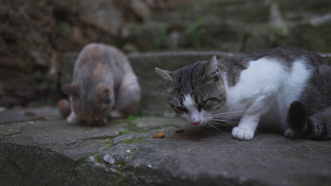 城里一群无家可归的猫。视频素材