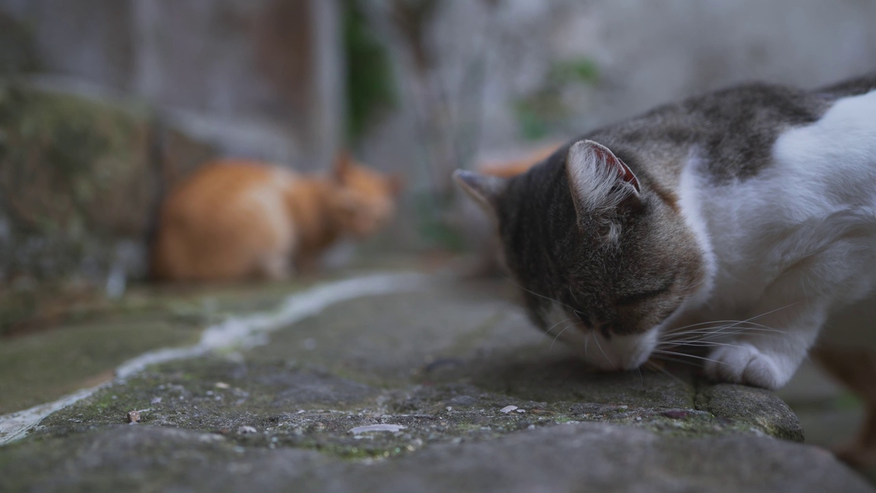 城里一群无家可归的猫。视频素材