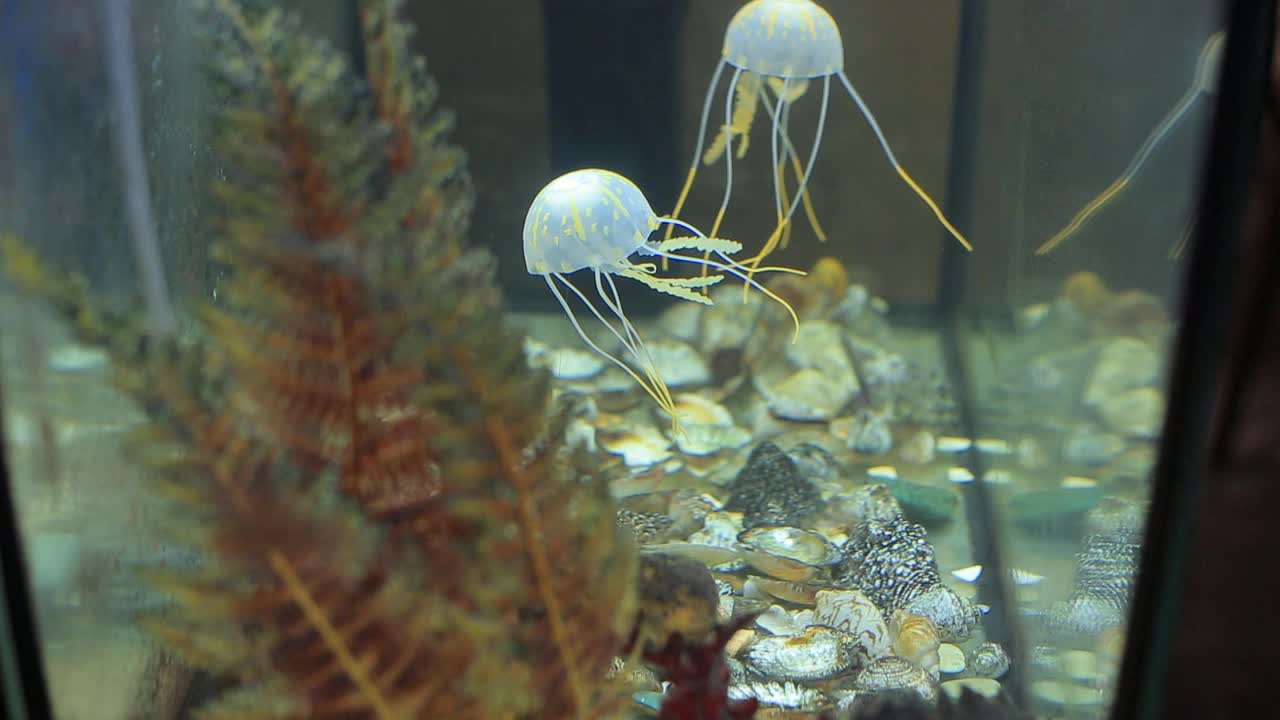 家庭水族馆里的小水母视频素材