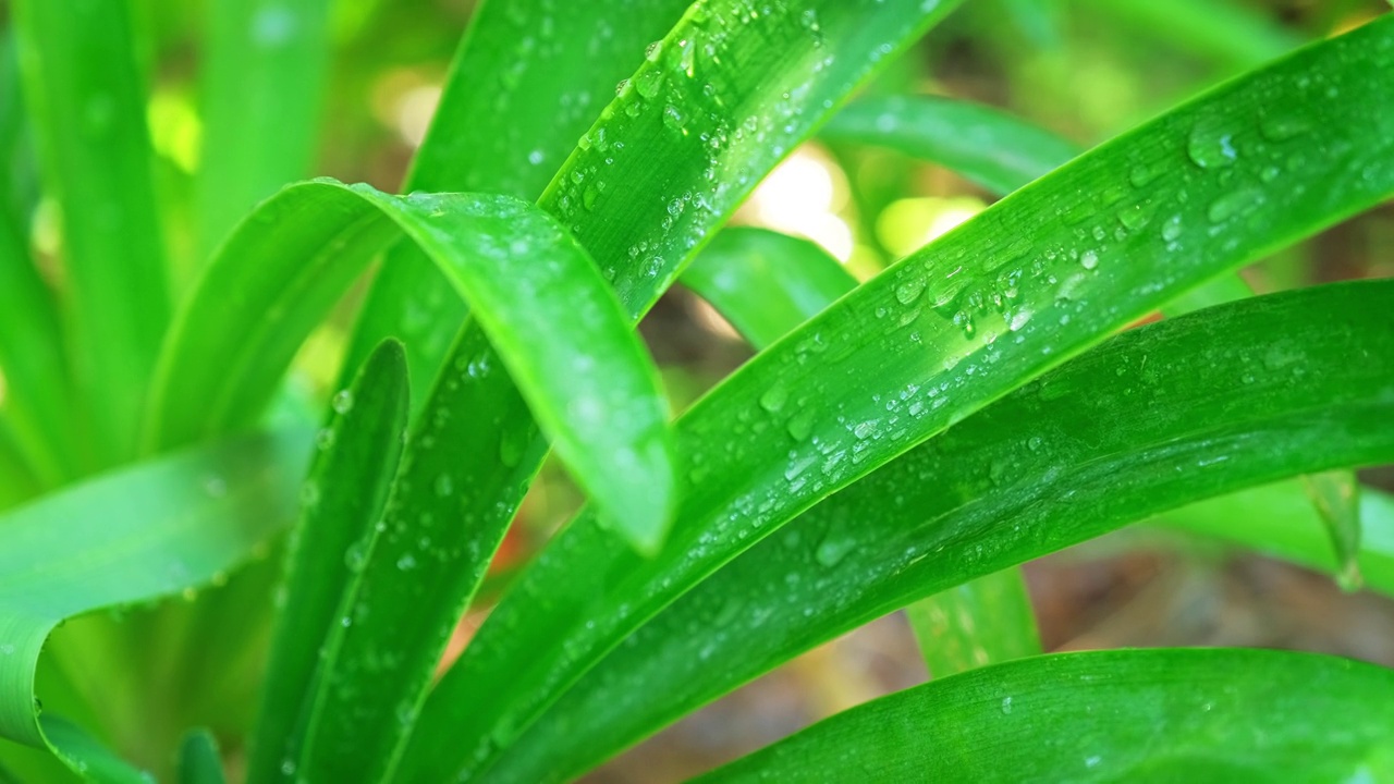 郁郁葱葱的草叶上有一滴滴的水露珠在清晨的风里视频素材