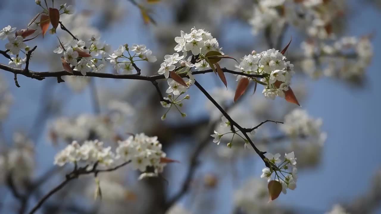 春天的梨花视频素材