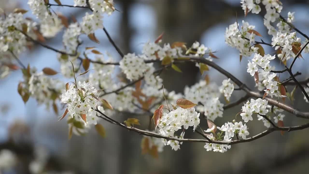 春天的梨花视频素材