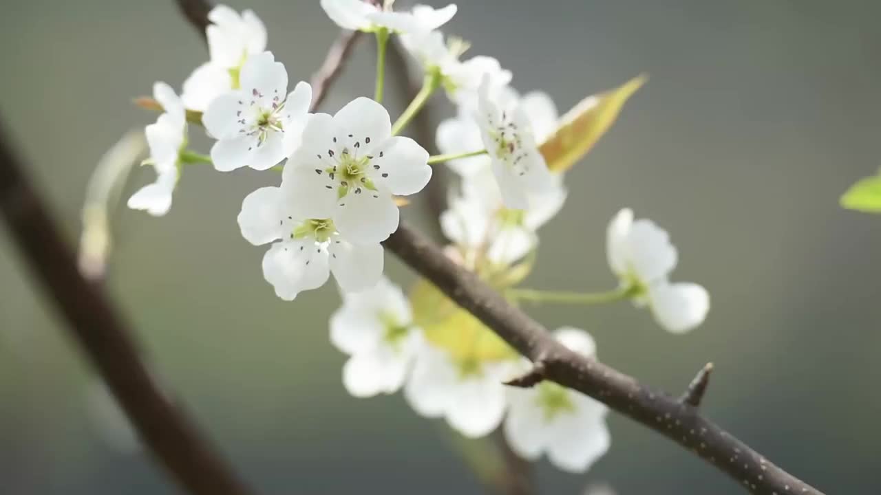 春天的梨花视频素材