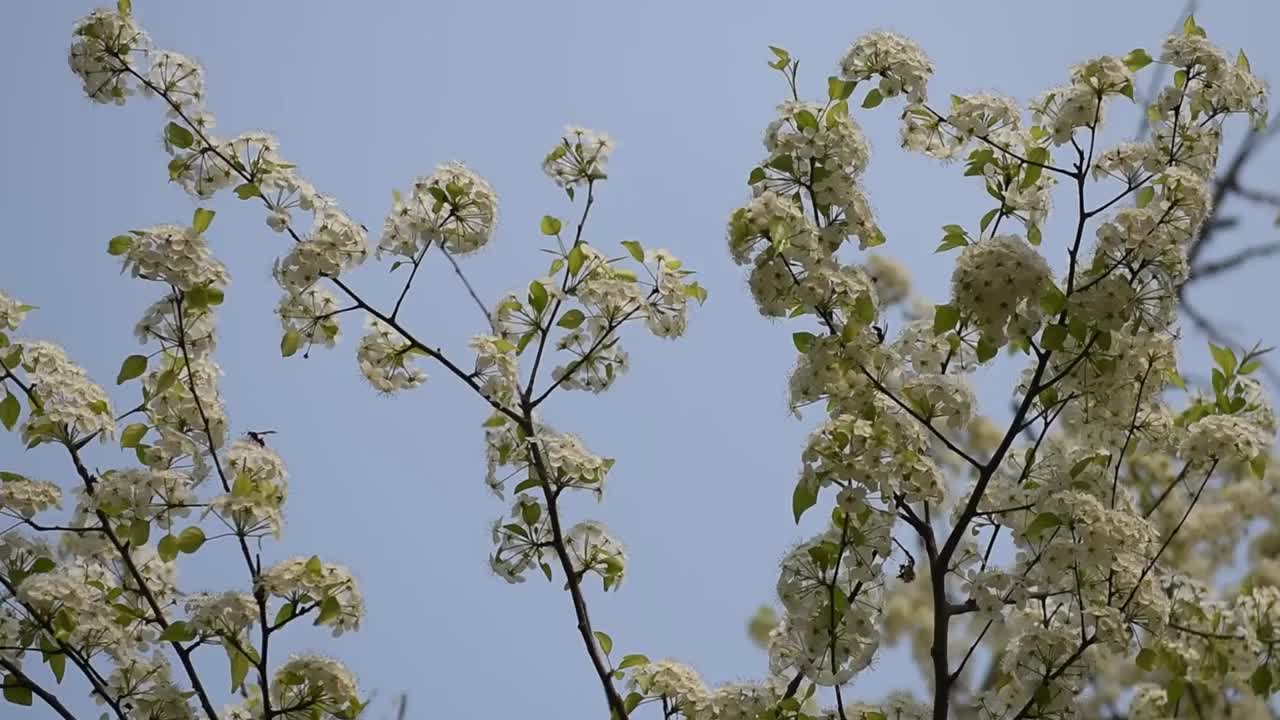 春天的梨花视频素材