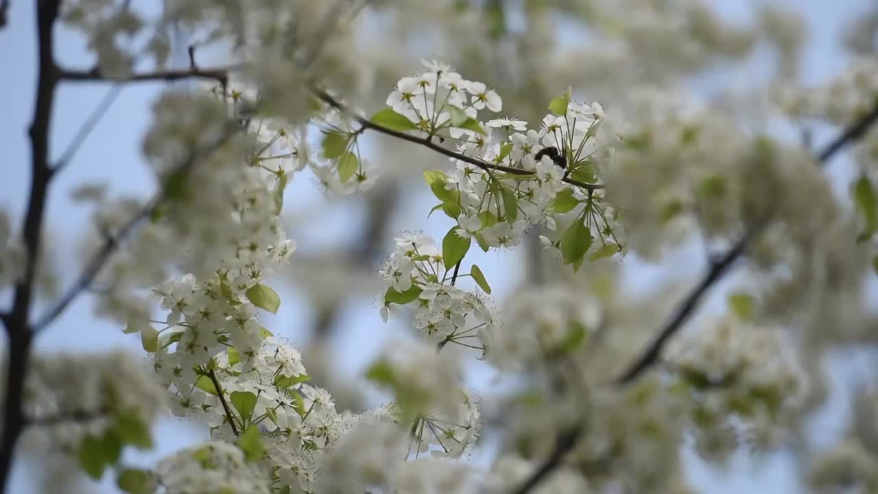 春天的梨花视频素材