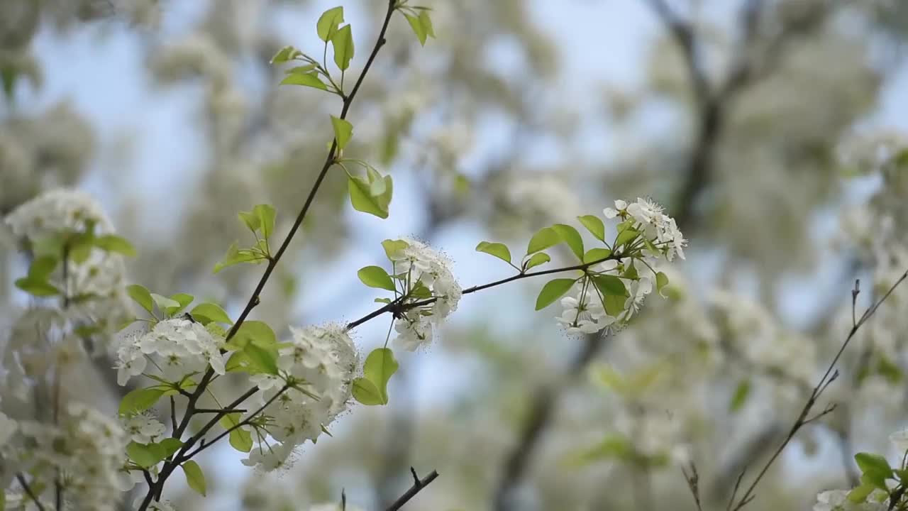 春天的梨花视频素材