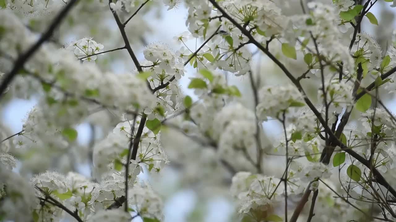 春天的梨花视频素材