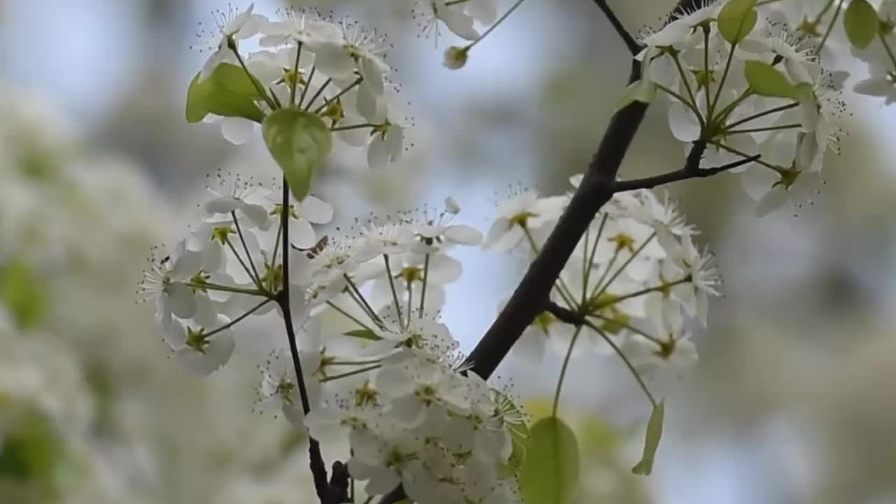 春天的梨花视频素材