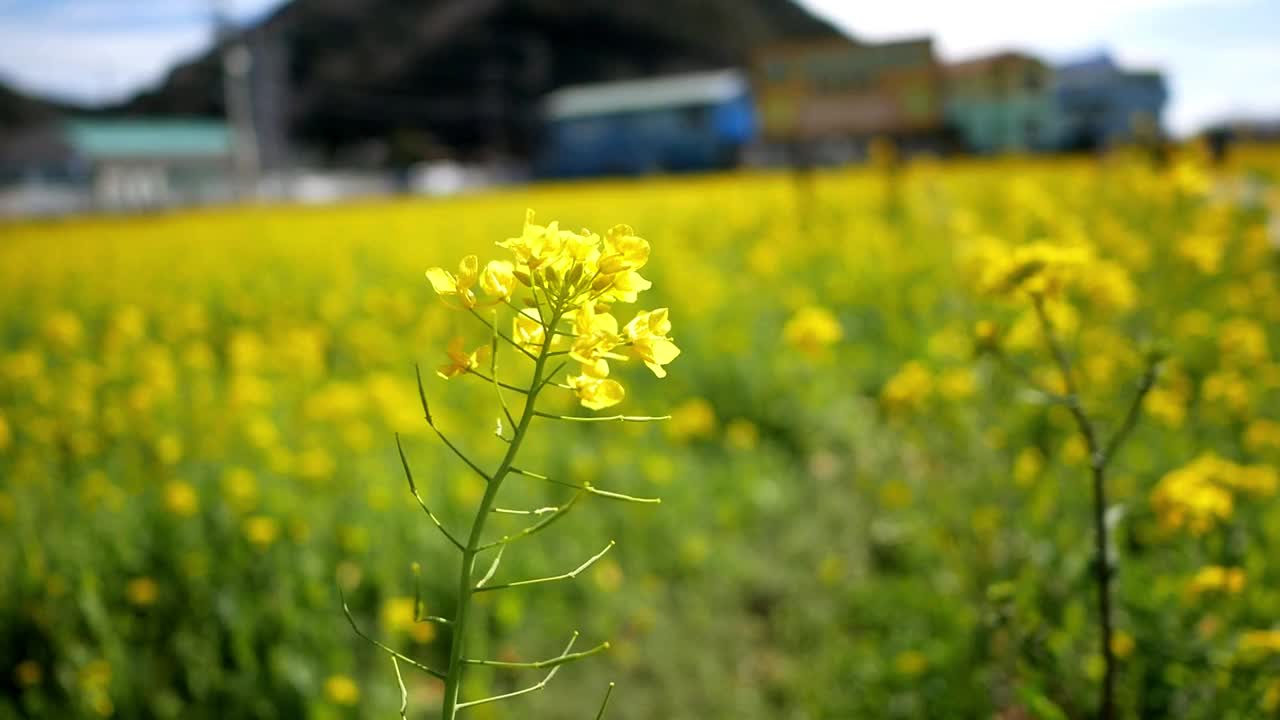 芥花视频素材