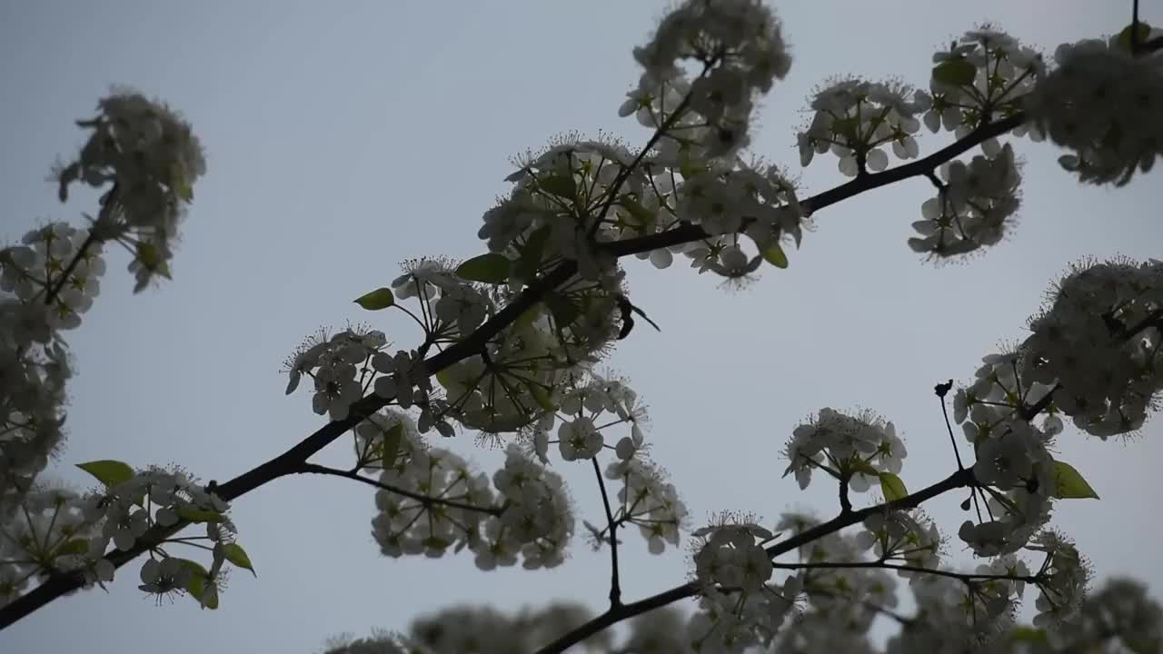 春天的梨花视频素材