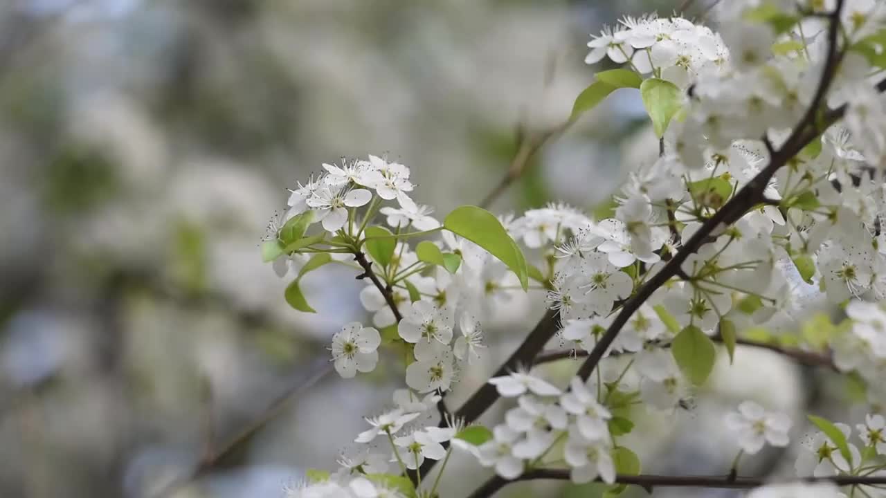 春天的梨花视频素材