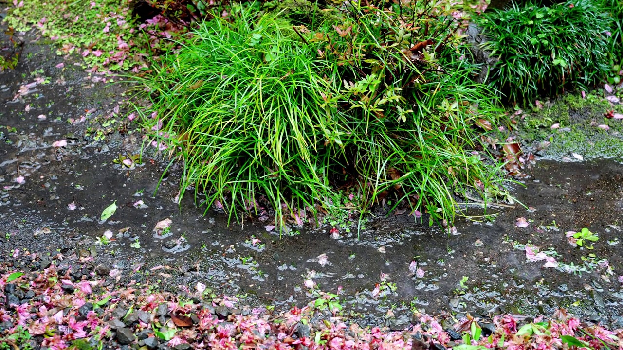 雨中花园的景象视频素材