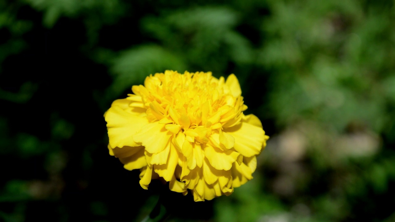 万寿菊鲜花视频素材