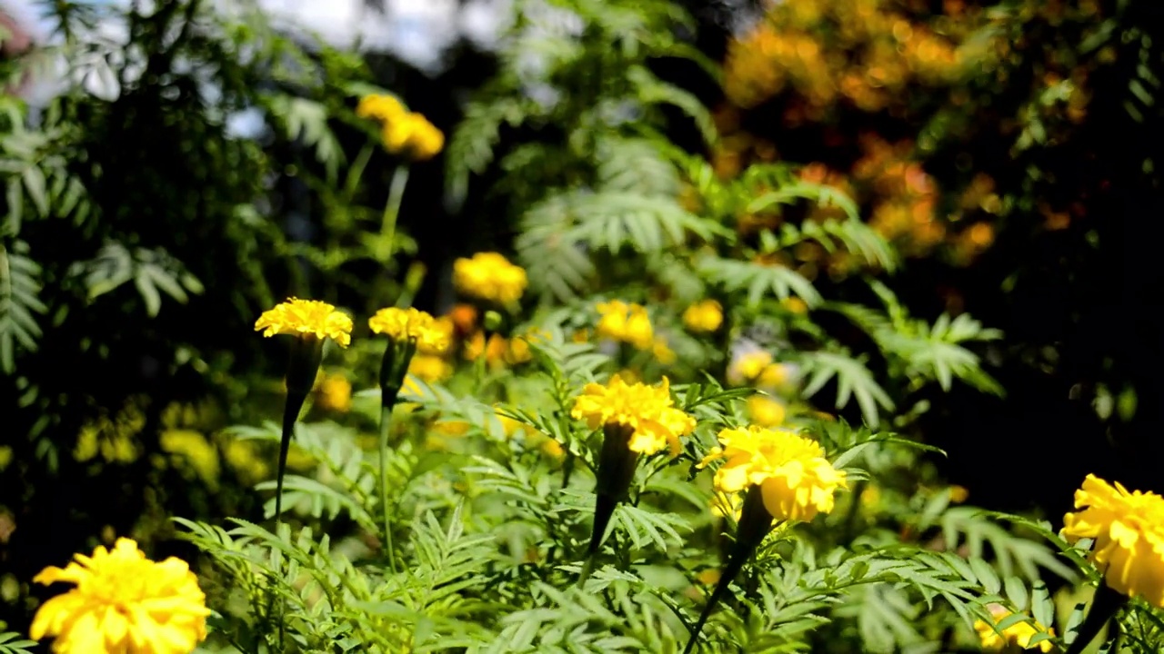 万寿菊鲜花视频素材