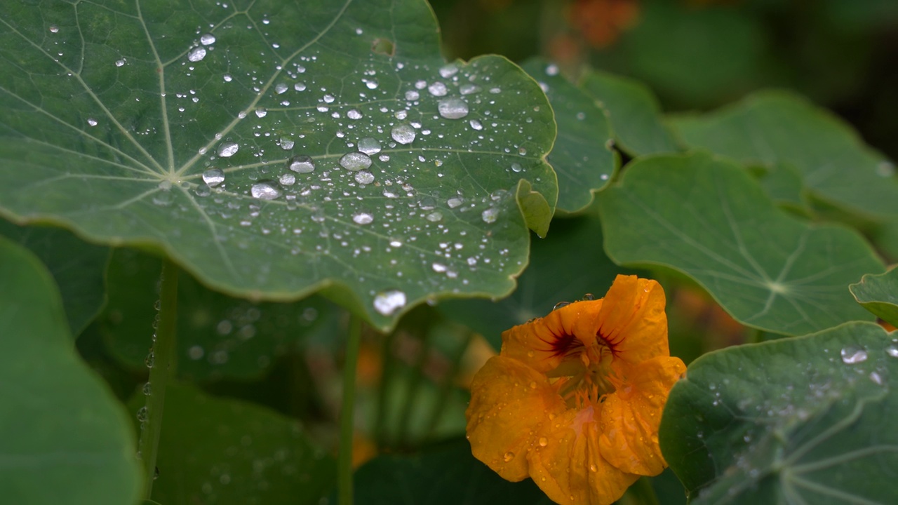 和尚帽植物与雨滴视频素材