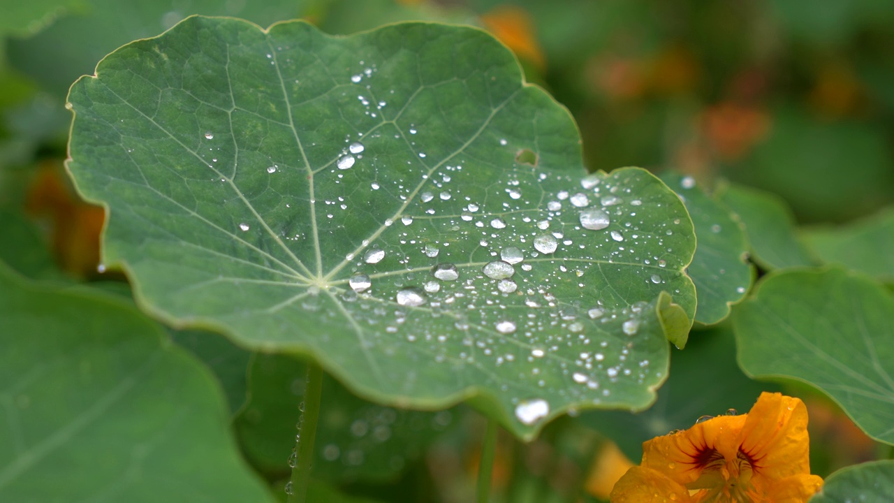 和尚帽植物与雨滴视频素材