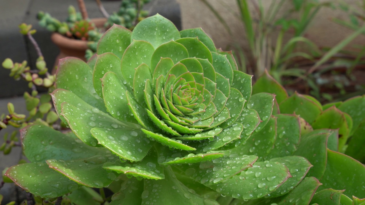 花园里的多肉植物上有雨滴视频素材