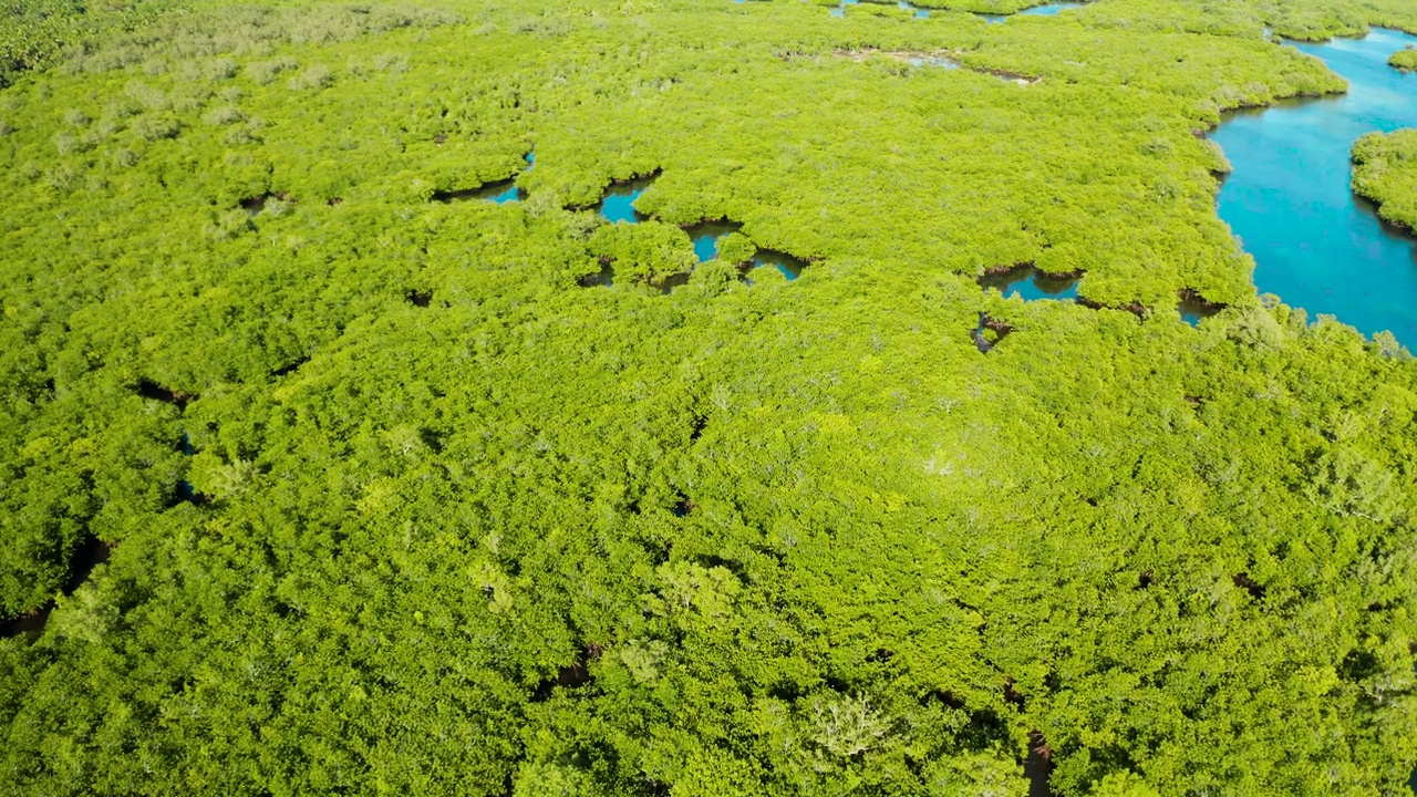 红树林和河流的鸟瞰图。视频素材